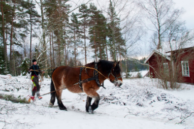 Trädfällning på Lilla Trosa