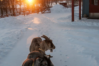 Djurens vinter