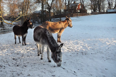 Nyheter från åsnehagen