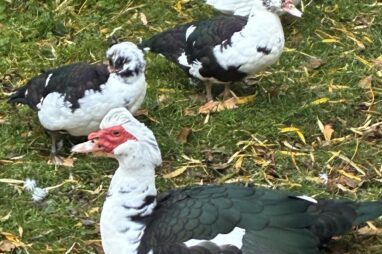 Händer på Saltå by – vecka 45